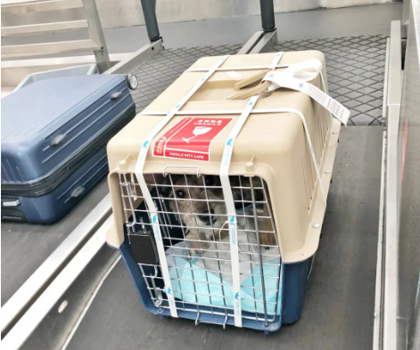 滨海宠物托运 宠物托运公司 机场宠物托运 宠物空运